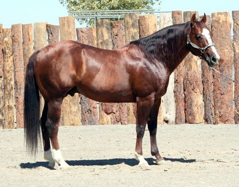 pictures of quarter horses. Quarter Horse