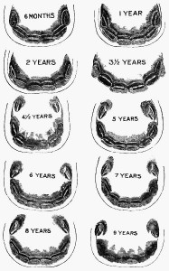 teeth