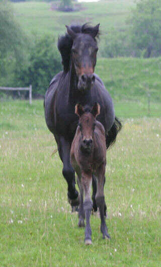 richard bealu002639s blog rocky mountain horses horses for sale 320x530