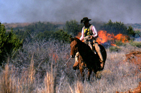 Precautions During Fire. TEXAS fire horse