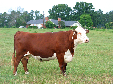 WHG-pics-152_cattle2_big