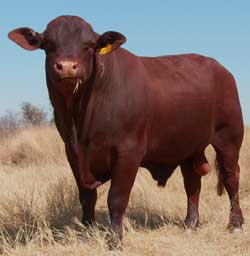bull2