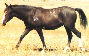 free brand horse