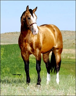nuCashCow250