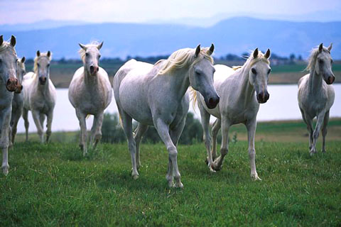 breeds of horses. reeds of horses found in