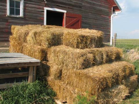 moldyhay