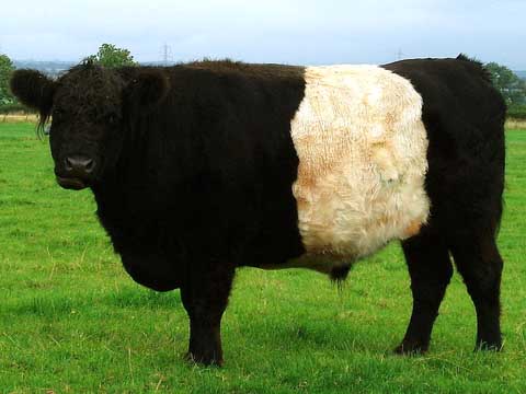 گالووای/Belted Galloway 