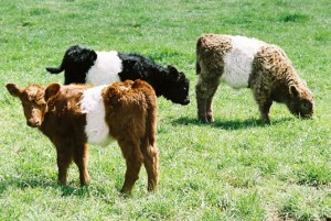 گالووای/Belted Galloway 