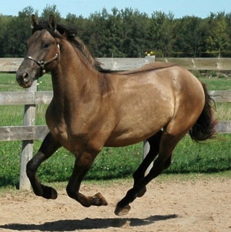 yellow dun horse