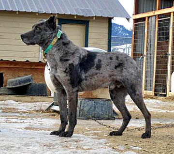 hangin tree cowdog lifespan