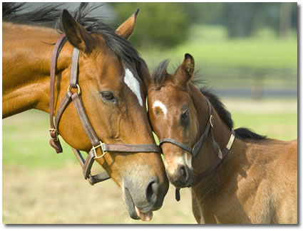 foal and horse