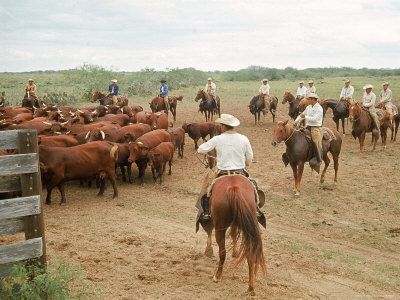 king cowboys cattle gertrudis acreage ranching cowboy ranches rancho caballos landowners roundup area architects richardbealblog