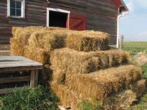 Feeding Moldy Hay – Richard Beal